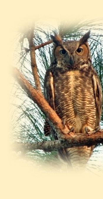 owl-sidepic