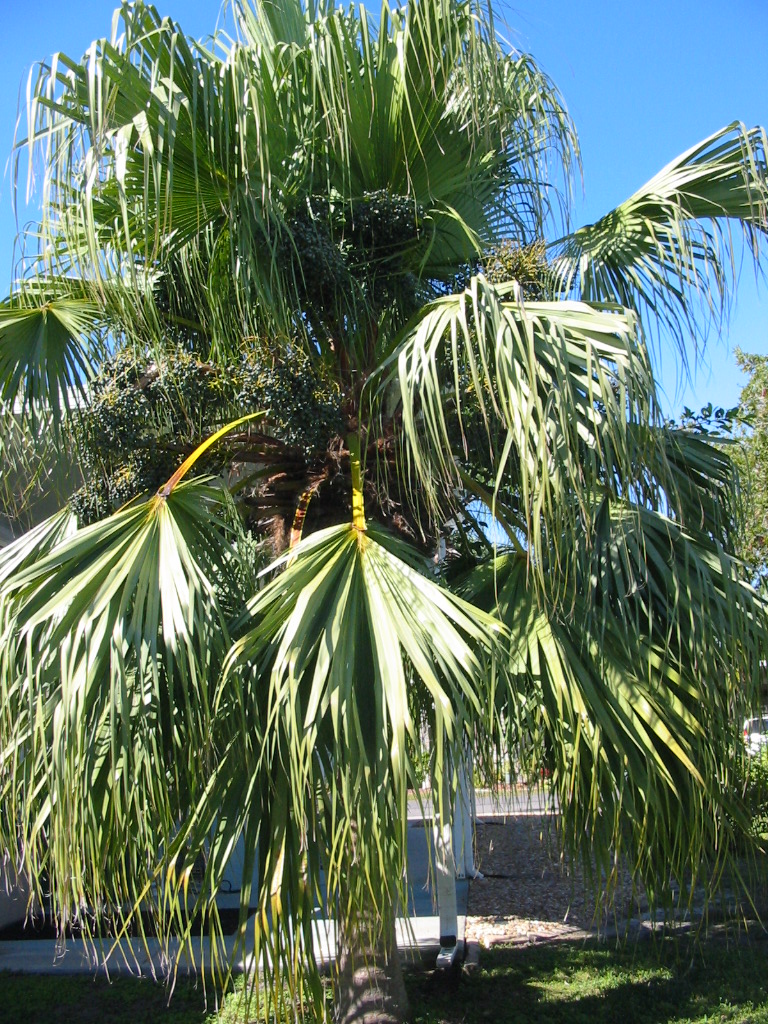 Acai berry palm