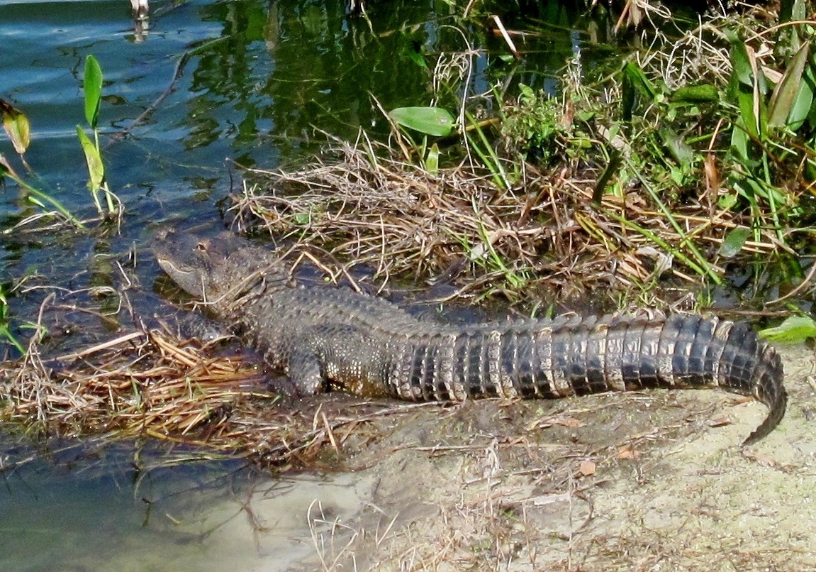 American Alligator 2010-1