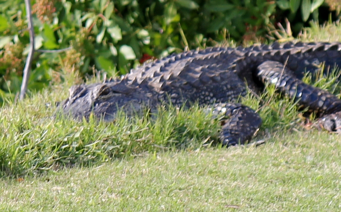 American Alligator 2010
