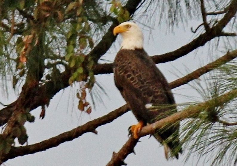 Bald Eagle 2010