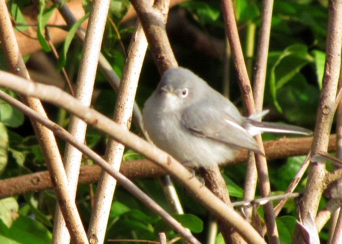 Blue-Gray Gnatcatcher 2011