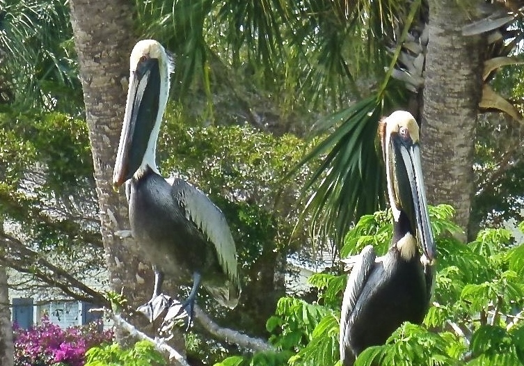 Brown Pelicans 2011