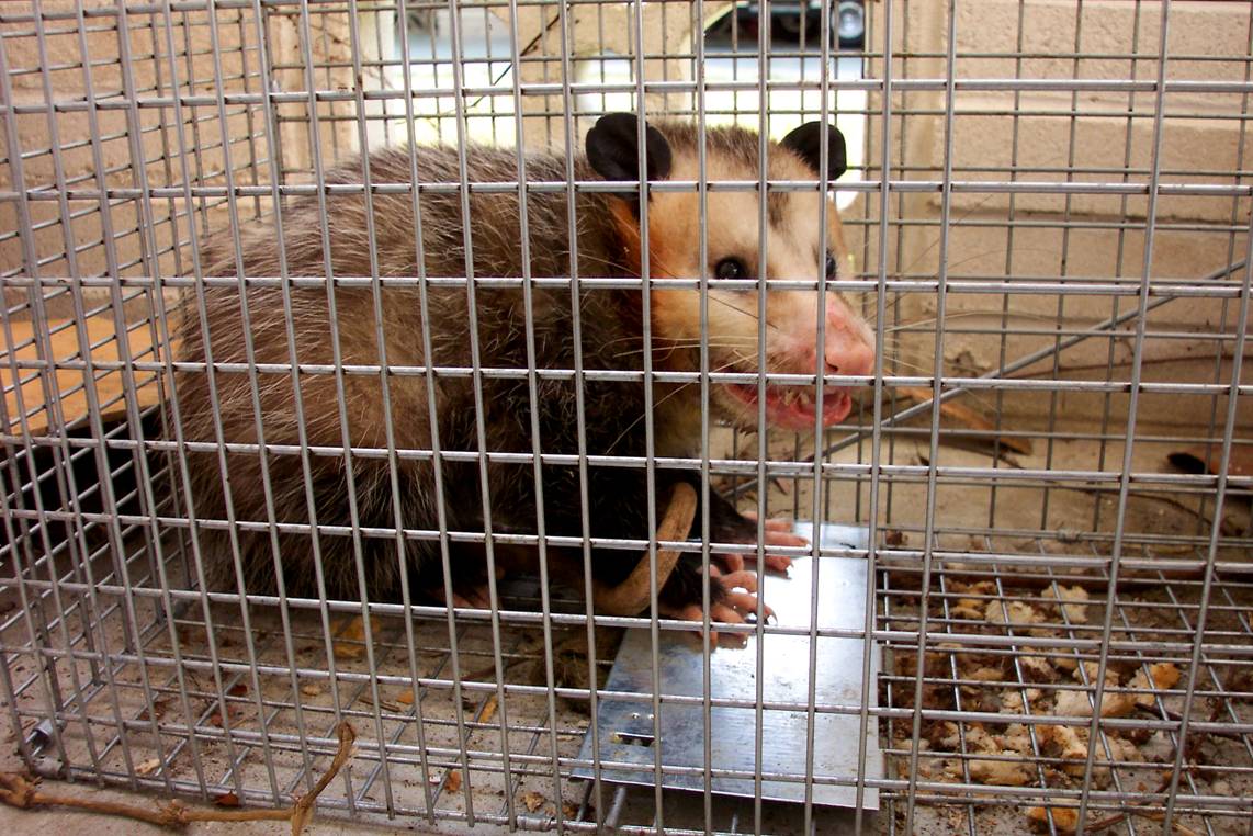 Caged Opossum 2007