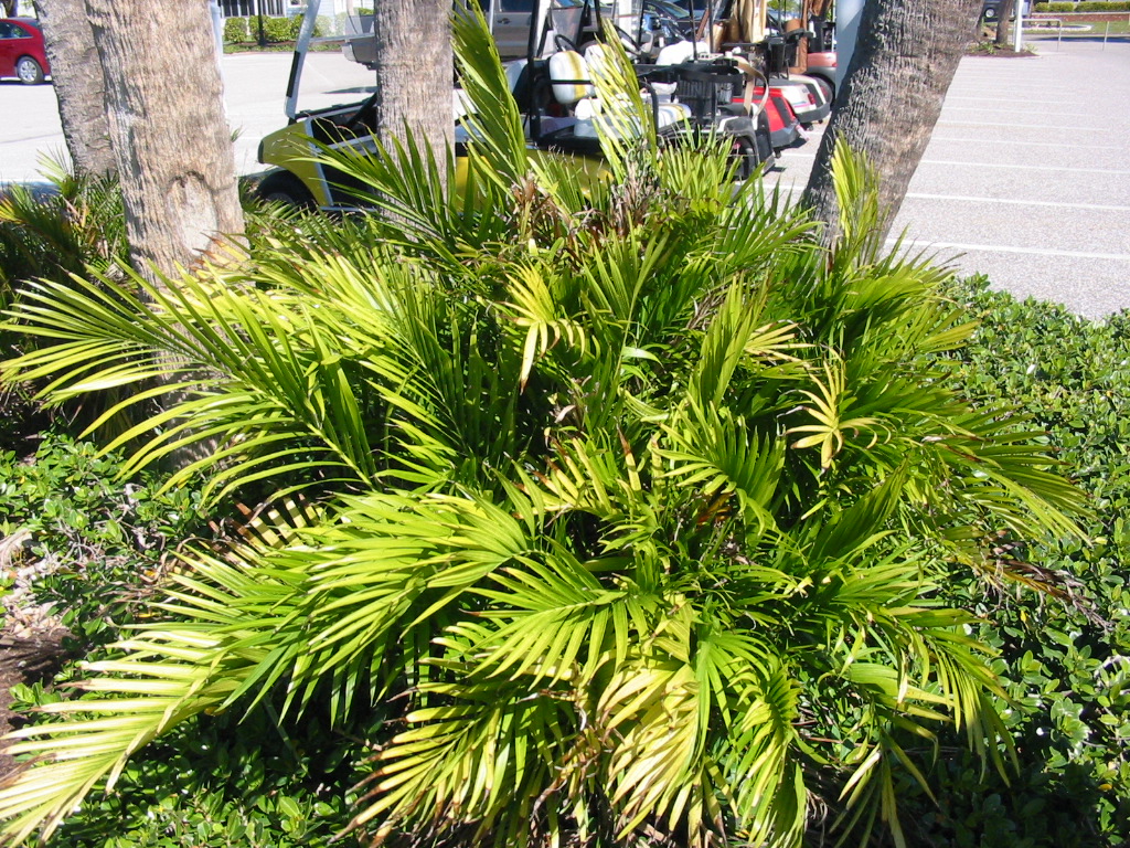 Cat palm