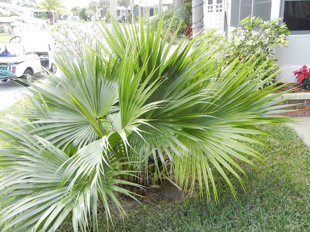 Chinese Fan palm