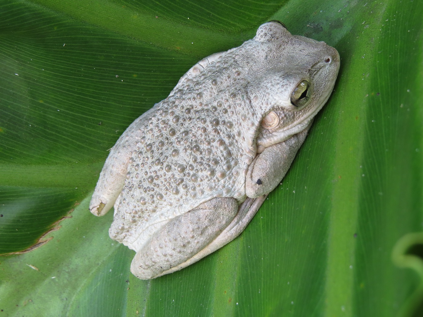 Cuban Treefrog 2011