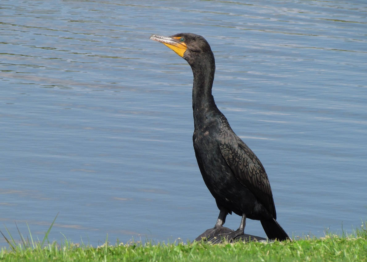 Double Crested Cormorant 2011