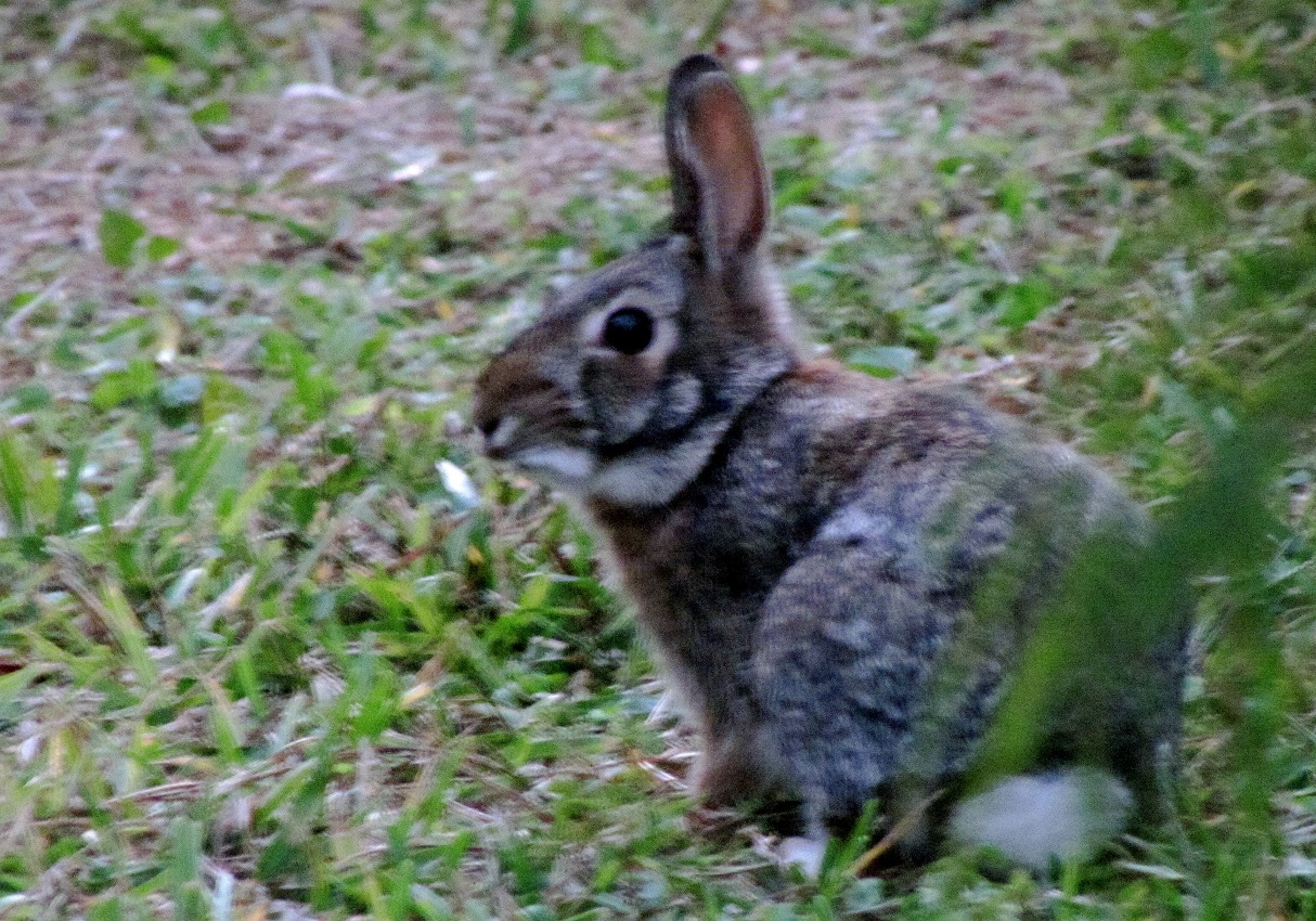 Eastern Cottontail 2010