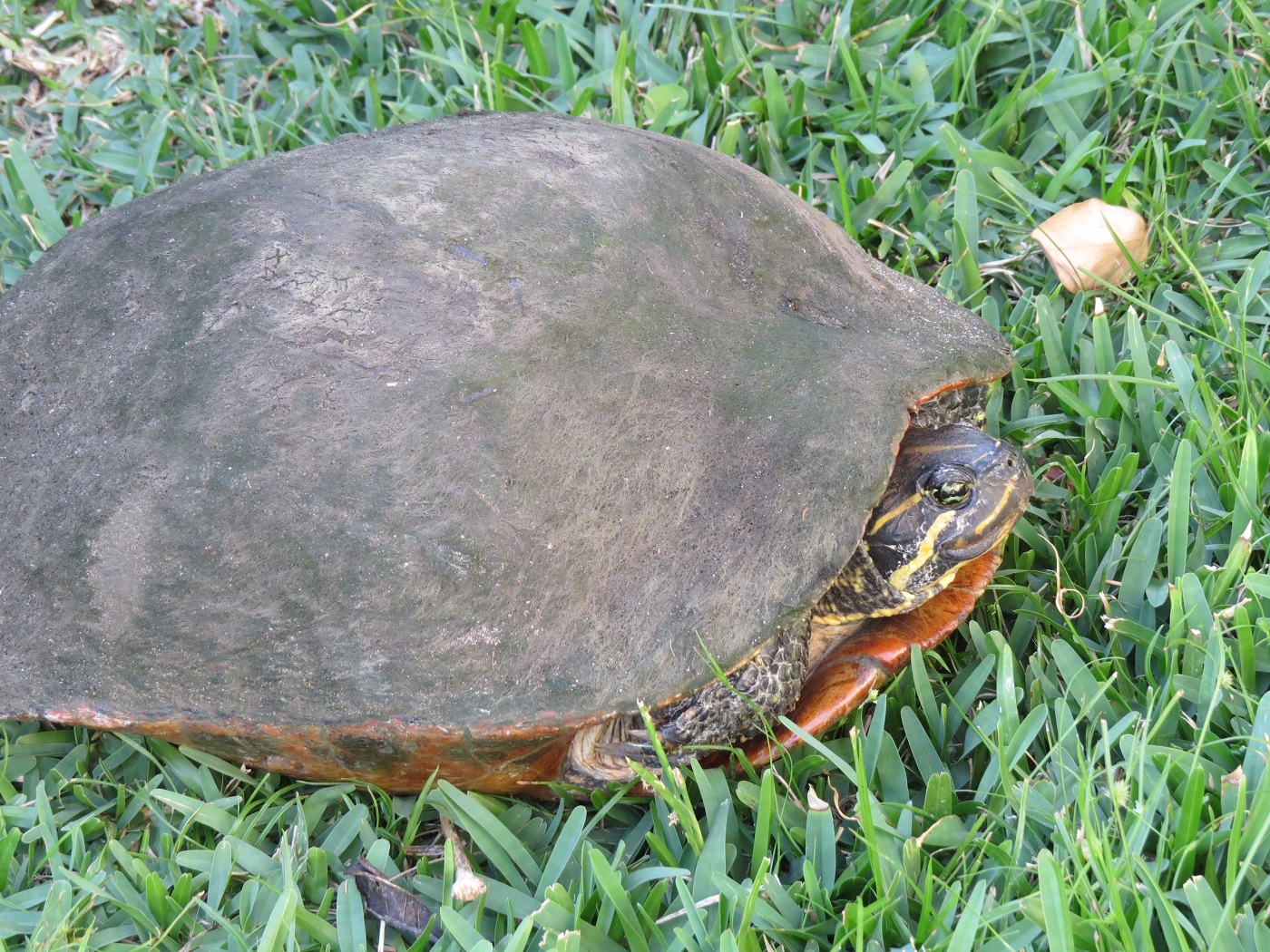 Florida Chicken Turtle 2010