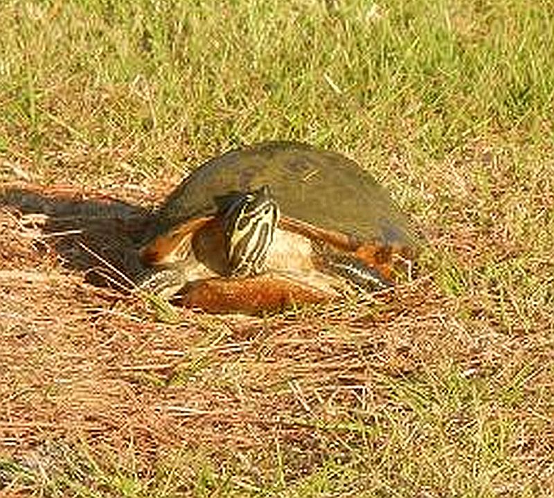 Florida Chicken Turtle-2017