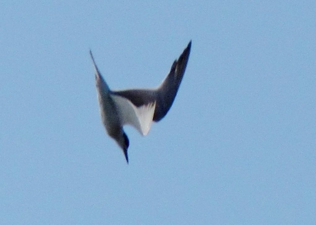 Forster’s Tern 2011