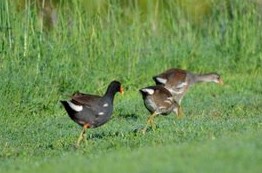 Gallinule with chicks 2017