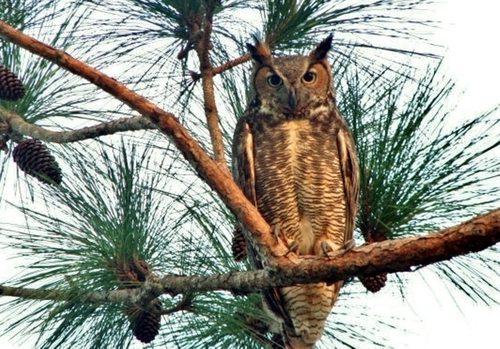 Great Horned Owl 2010