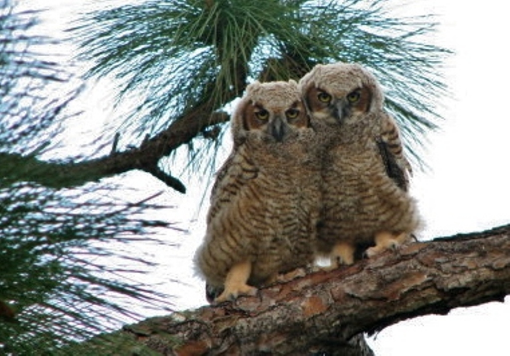 Great Horned Owl Fledglings  2008