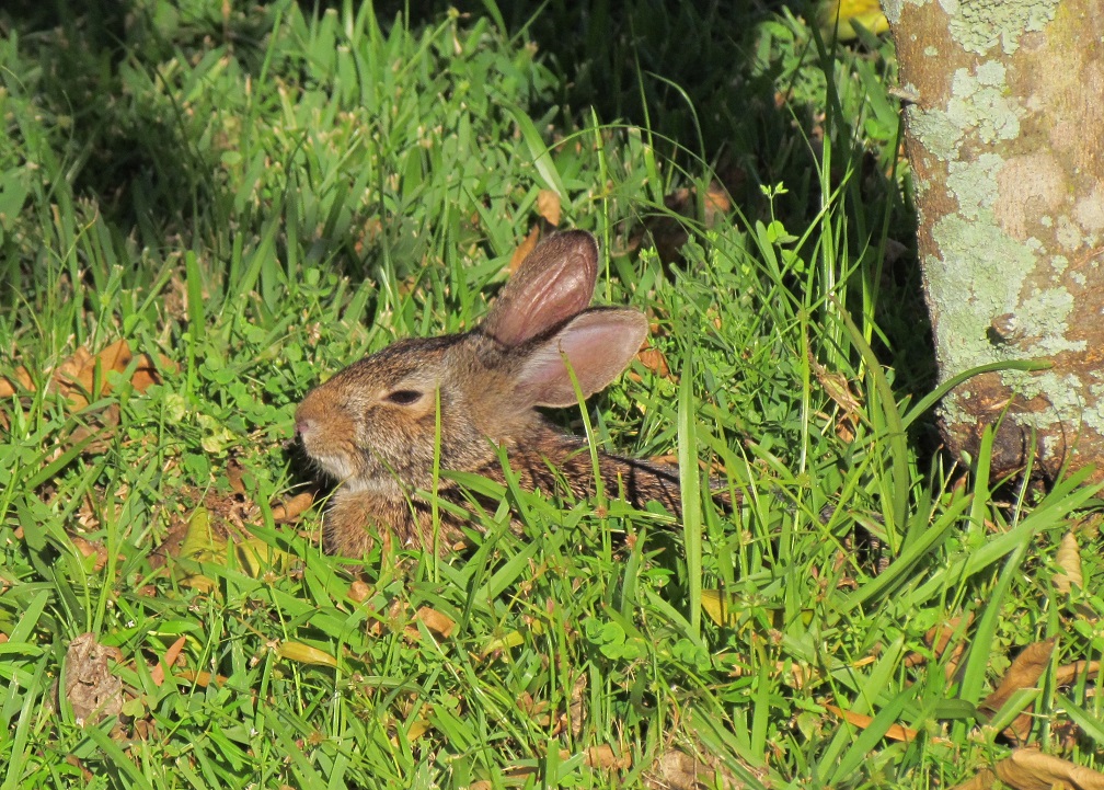 Marsh Rabbit 2011