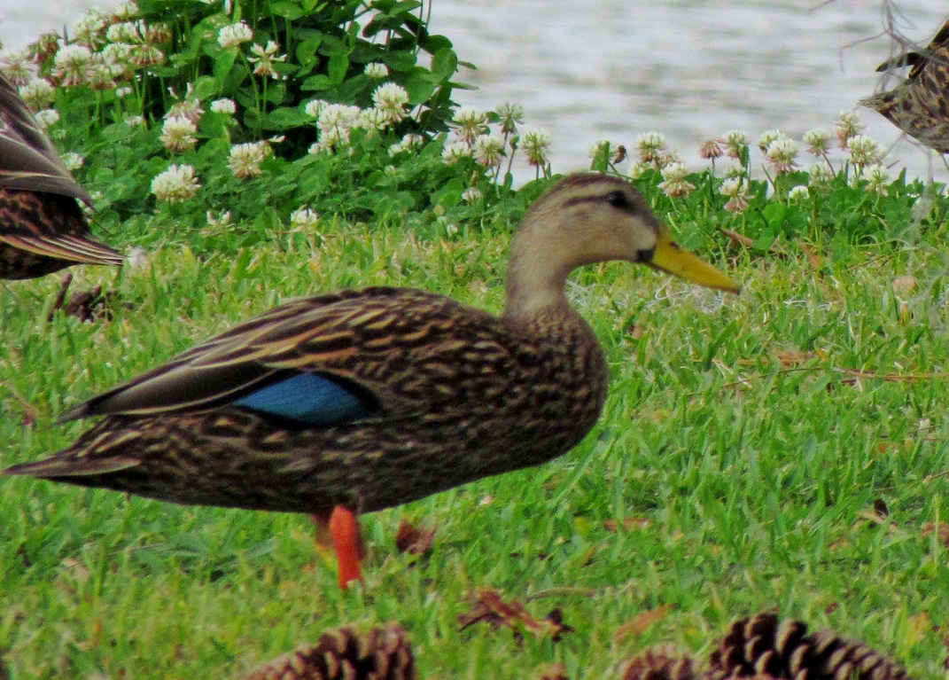 Mottled Duck 2011
