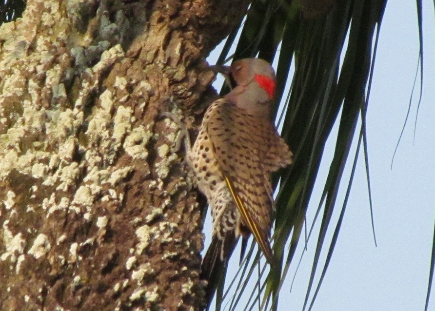 Northern Flicker Yellow-Shafted 2011