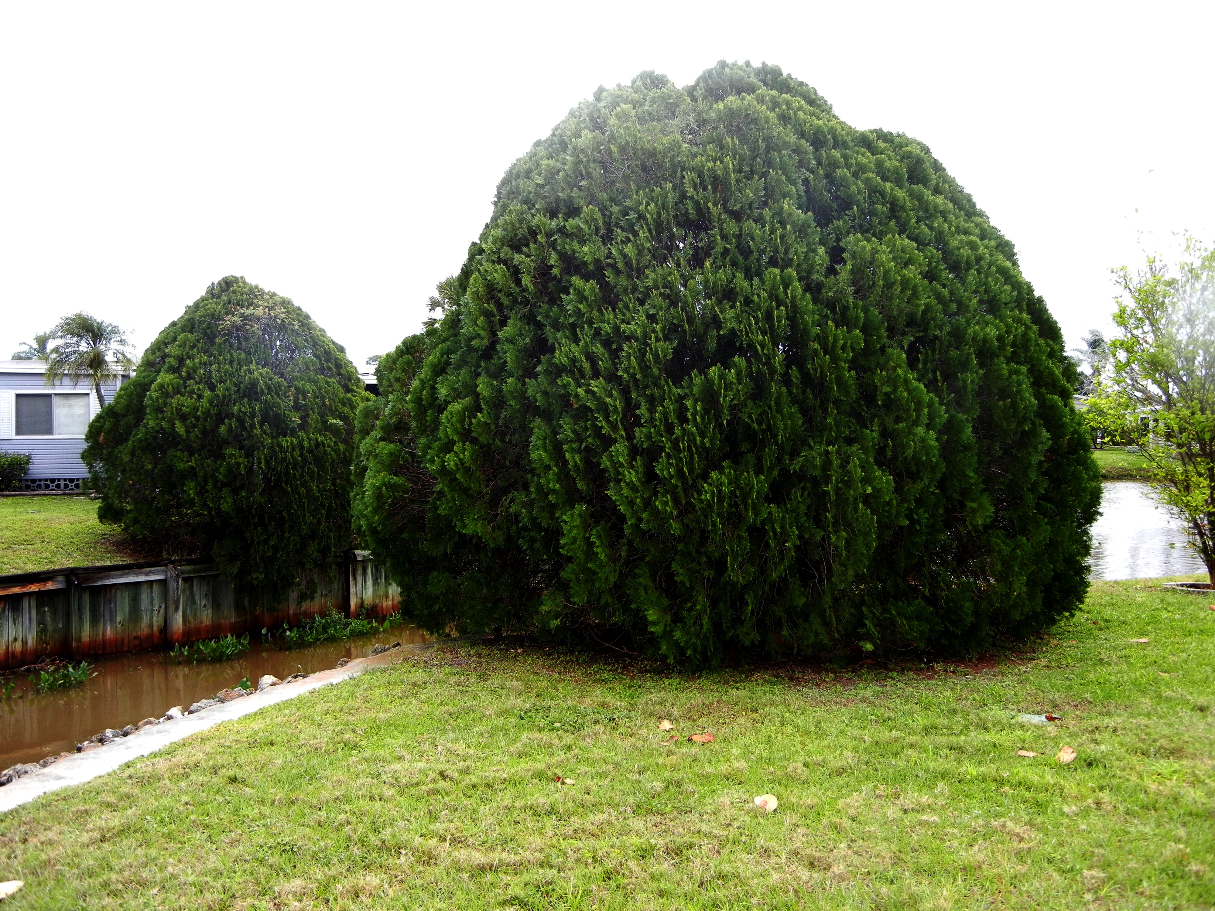 Oriental Arborvitae