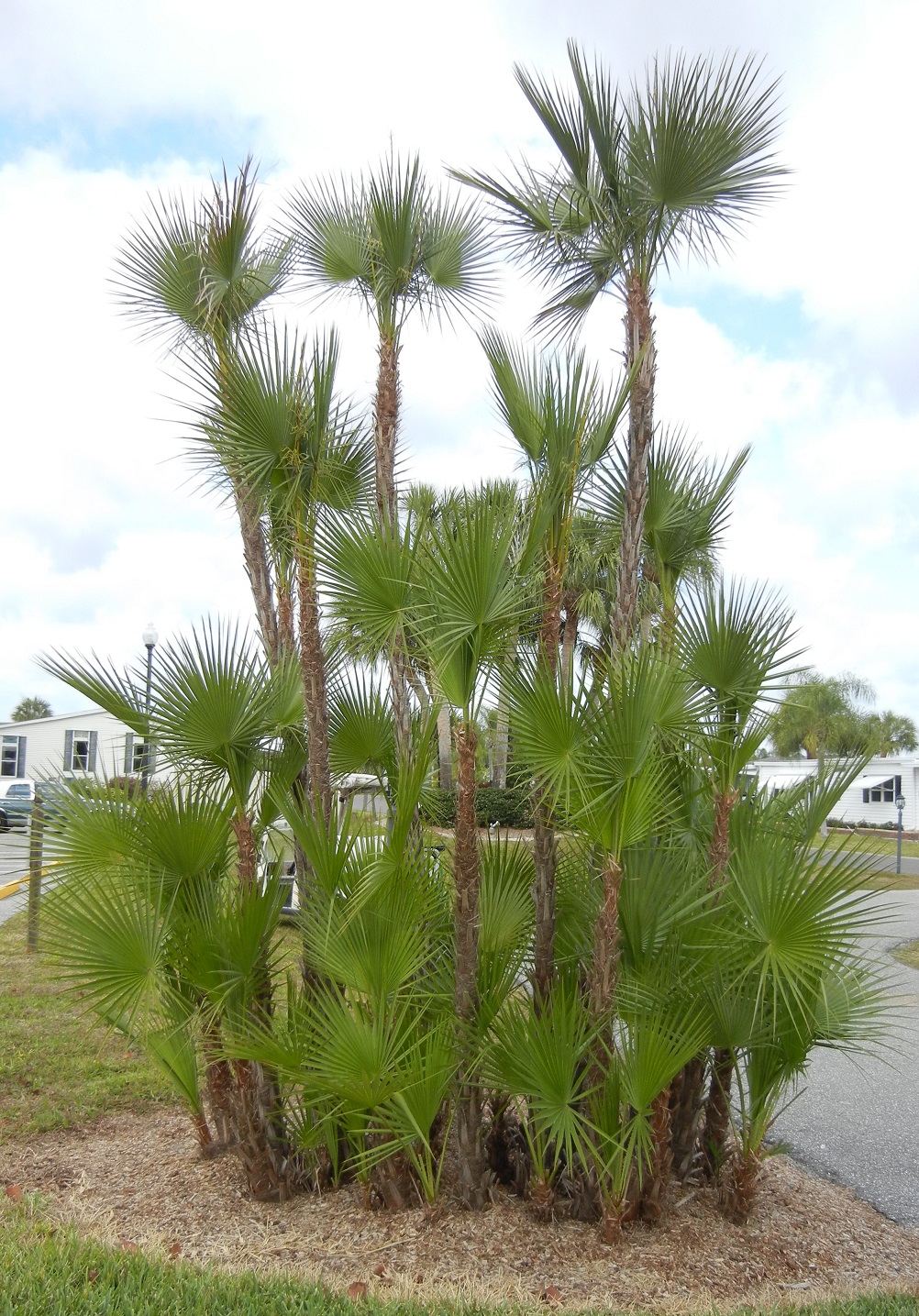 Paurotis palm