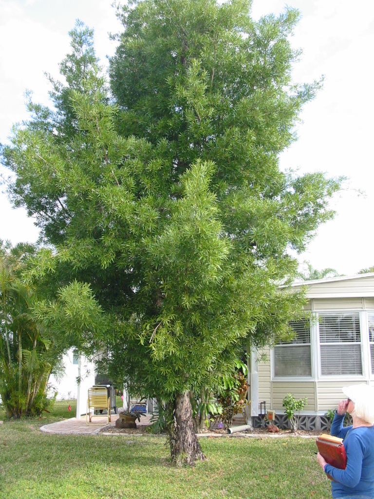 Podocarpus tree