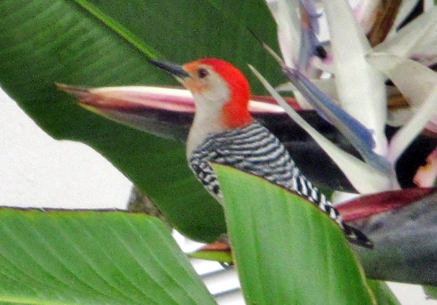 Red-Bellied Woodpecker 2012