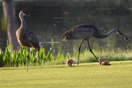 Sandhill crane with chicks 2017
