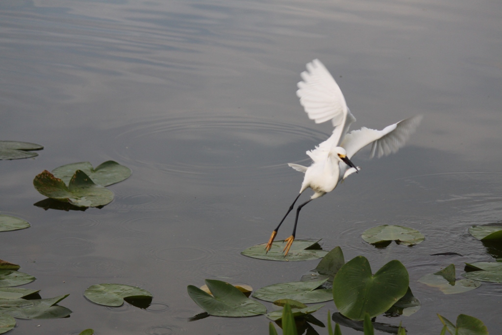 Snowy Egret with fish 2015
