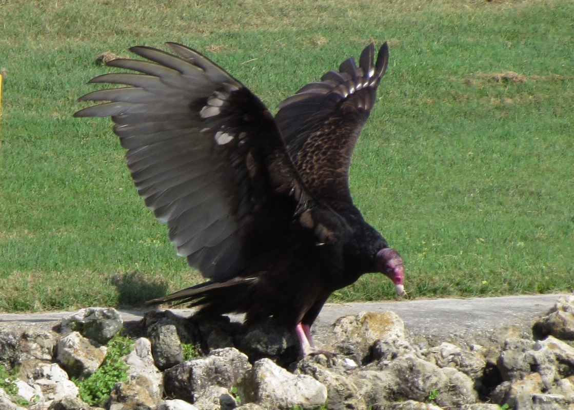 Turkey Vulture 2011