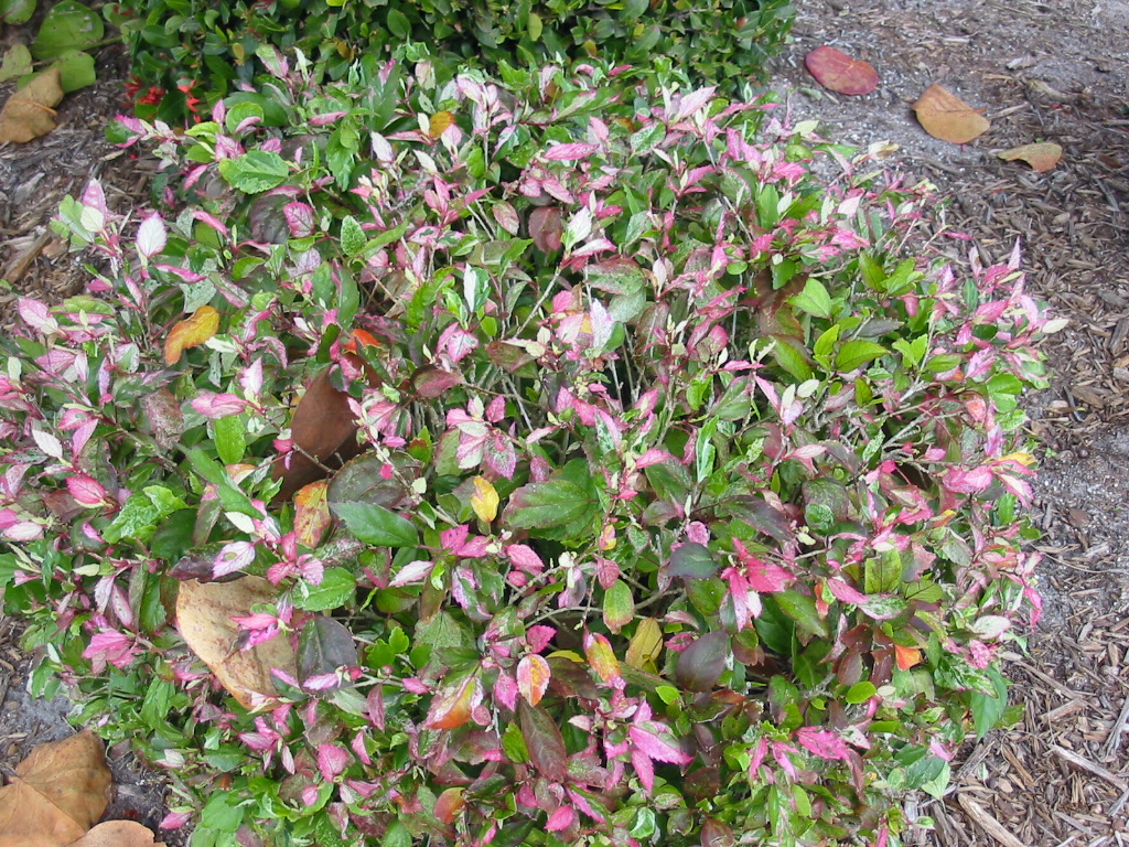 Variegated hibiscus
