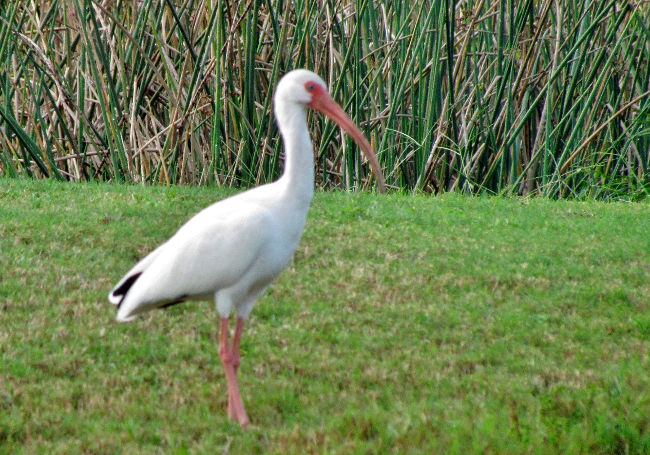 White Ibis 2010