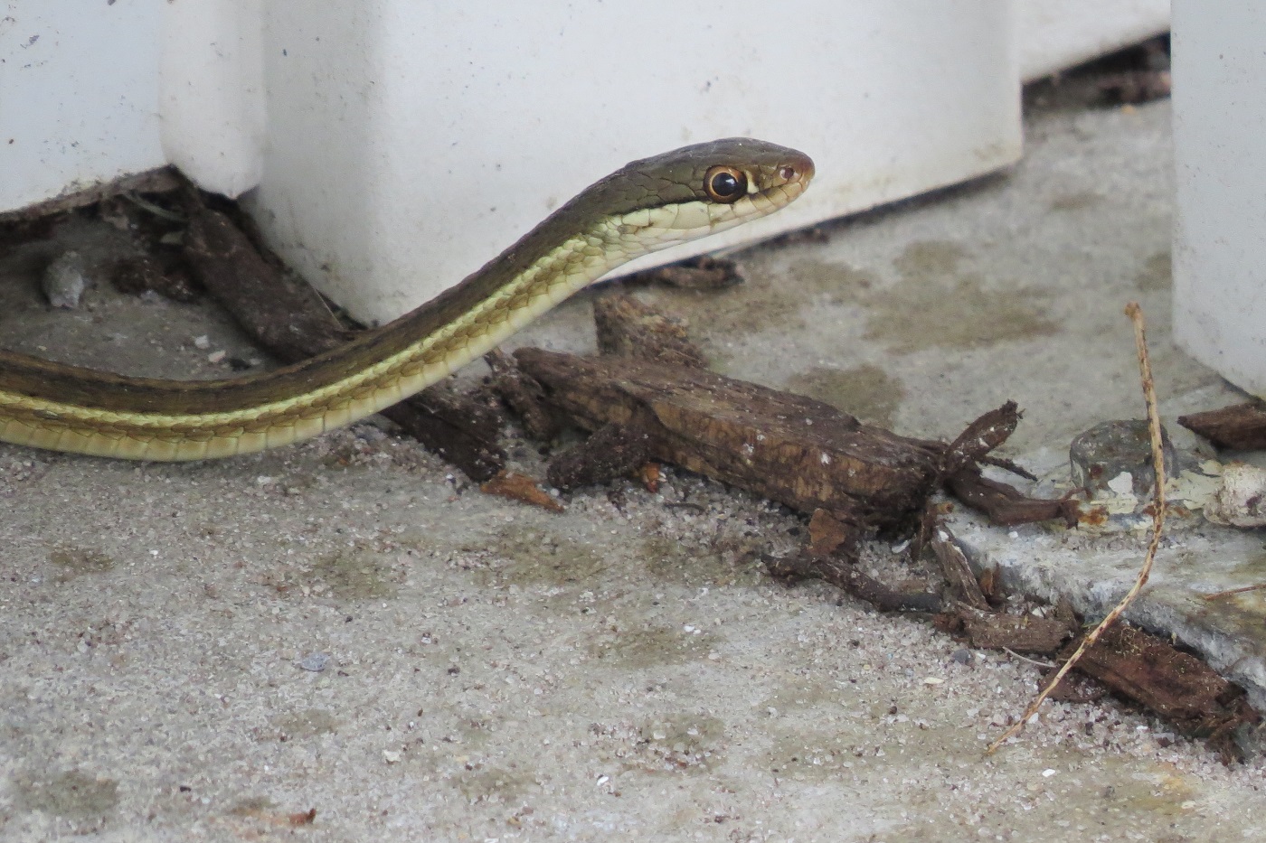 Yellow Rat Snake 2013