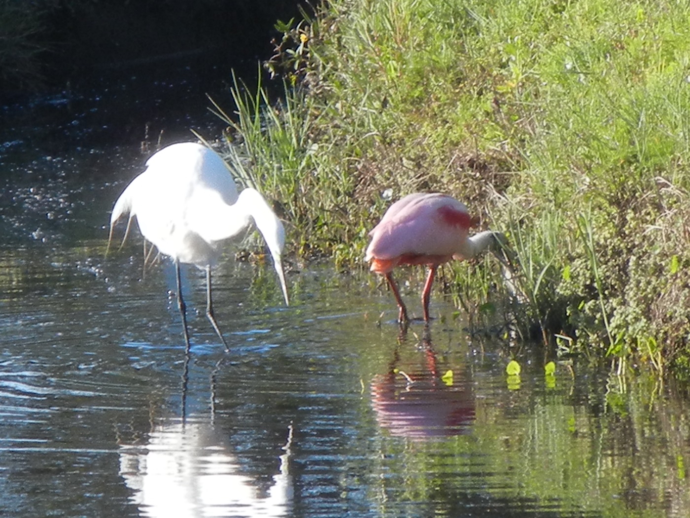 Egrette and Roseate Spoonbill, 2017
