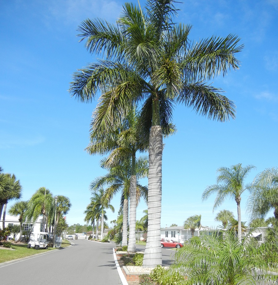 Royal (Cuban) palms