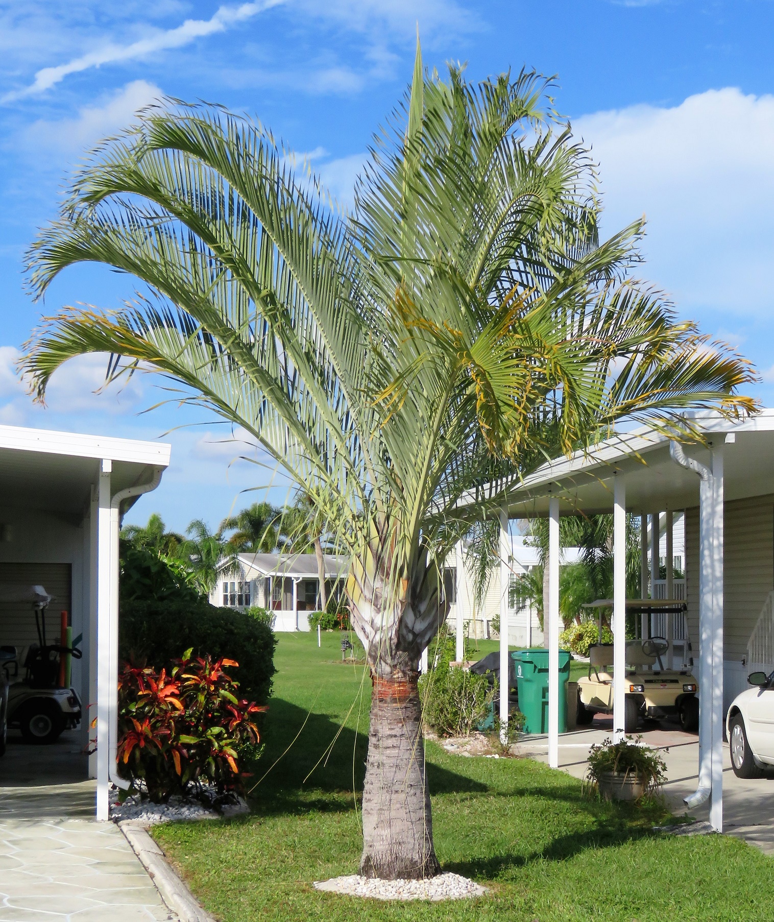 Triagle Palm