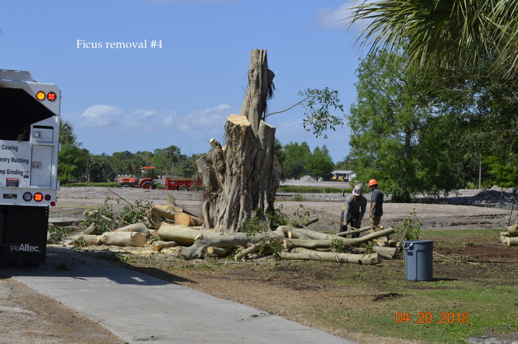 0065-Golf Rejuv – 20180427 – Ficus tree removal #4 Green