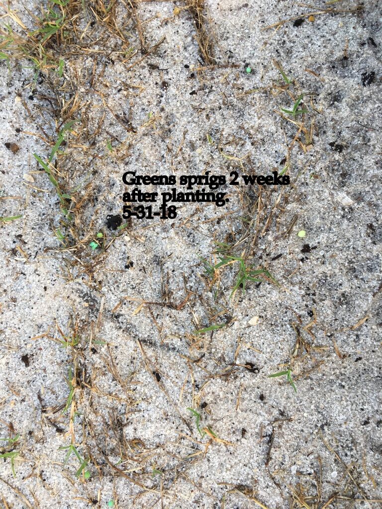 0120-Golf Rejuv – 20180620 – Green spriggs after 2 weeks of planting