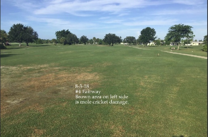0155-Golf Rejuv – 20180803 – #4 Fairway, Mole Cricket Damage