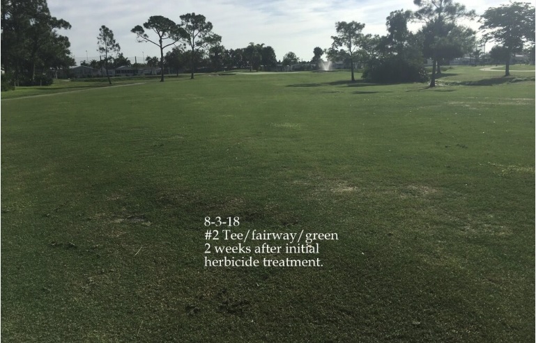 0166-Golf Rejuv – 20180803 – #2 Fairway and Green 2 weeks after initial herbicide treatment