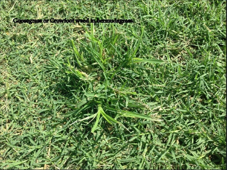 0244-Golf Rejuv – 20180921 – Growfoot Weed