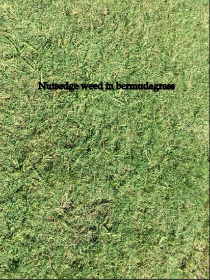 0246-Golf Rejuv – 20180921 – NutsEdge Weed
