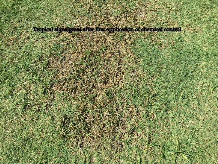 0247-Golf Rejuv – 20180921 – Tropical SignalGrass after first application of chemicals