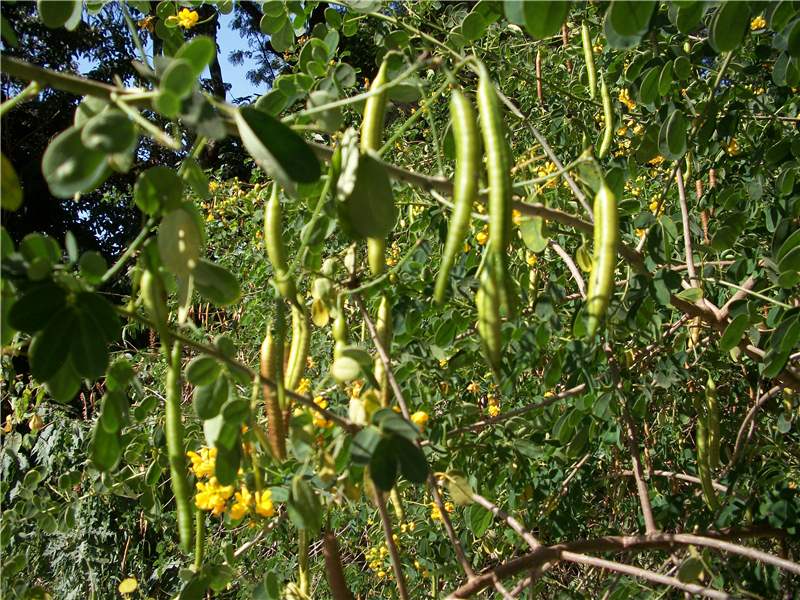 Cassia seed pods