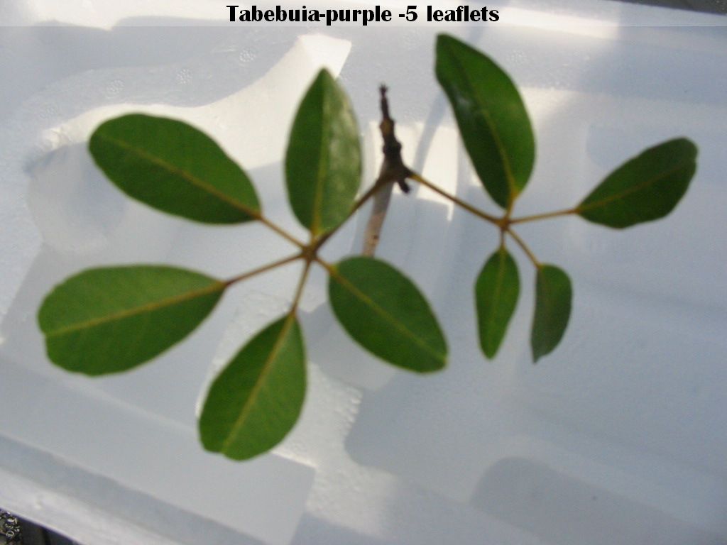 Tabebuia purple